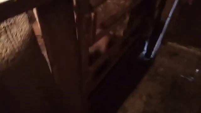 Вправляем прямую кишку (пролапс), всё печально, время потрачено зря(((