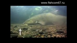 Ловля английского усача