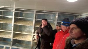 Покупаем голубей в самом большом питомнике России