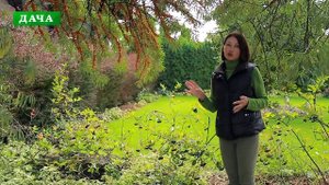 ОСЕННИЕ ЯГОДЫ - лимонник, калина, арония и облепиха//Посадка, уход, польза