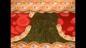 как и чем укрепить сердечную мышцу