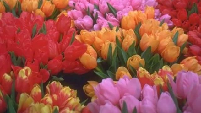 Тюльпановый рай, красивое слайд - шоу ))) смотреть онлайн