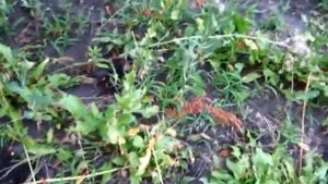 Когда собирать Семена щавеля