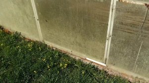 Армированная плëнка на теплицу #2. 23.04.2023.