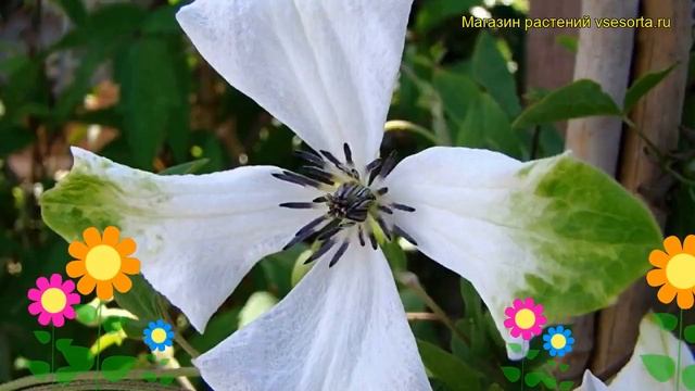 Клематис гибридный Алба Лаксариант. Краткий обзор, описание характеристик clematis alba luxurians смотреть онлайн