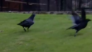 The ravens: Guardians of the Tower of London