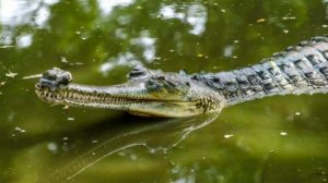 ГАНГСКИЙ ГАВИАЛ | Удивительный крокодил [ПЛАНЕТА ЖИВОТНЫХ] #2