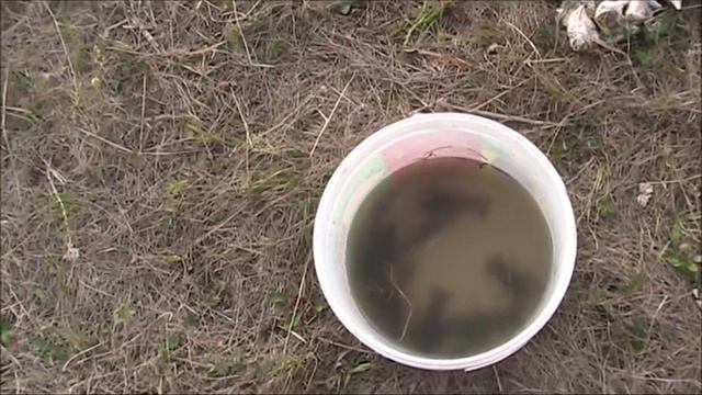 Пытался разводить раков Чуть не потерял раколовку смотреть онлайн