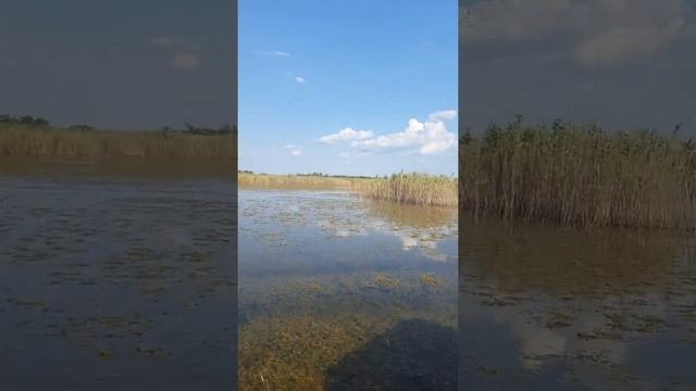 Мотор болотоход  и лодка из ПНД.Высокая проходимость по мелководью и заросшему водоёму.