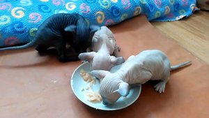 Котята Маруси.