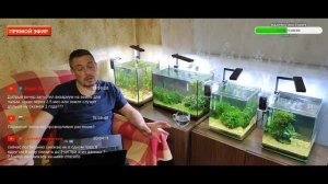 Бойцовая рыбка петушок.