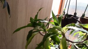 КАЛЛИЗИЯ ДУШИСТАЯ ИЛИ ДОМАШНИЙ ЖЕНЬШЕНЬ , ОНА ЖЕ КИТАЙСКИЙ УС