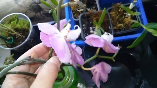 Мои орхидеи ,фаленопсис " Кос","РОМАНС"-орхидея без цветка смотреть онлайн