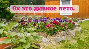 Дивное лето.?