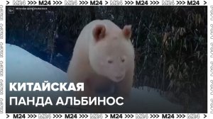 Панда-альбинос попала на видео в Китае - Москва 24