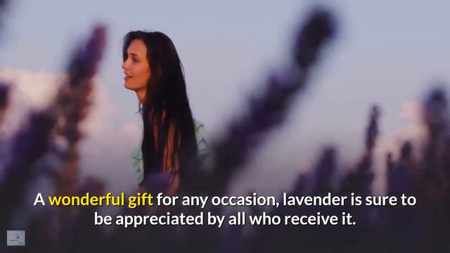 Lavender The Queen Of Herbs смотреть онлайн