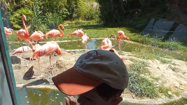 Розовый фламинго детя заката смотреть онлайн