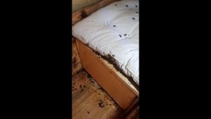 Запоздалый осмотр среднерусской пчелы.