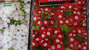 Посев ЦВЕТОВ на рассаду в марте! Советы от ЗЕЛЕНОГО ОГОРОДА!
