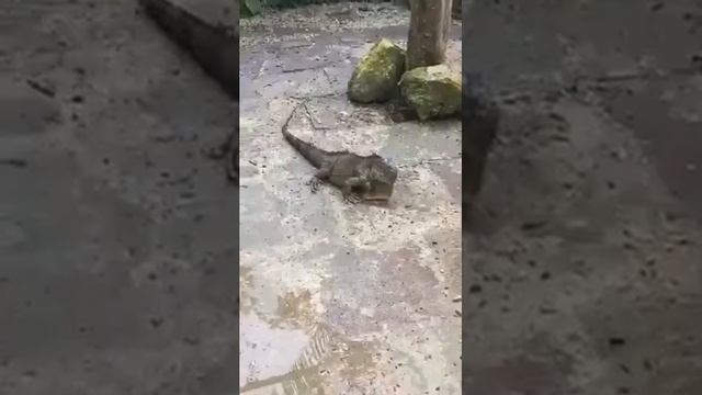 Jamaican Iguana...Ya Mon.