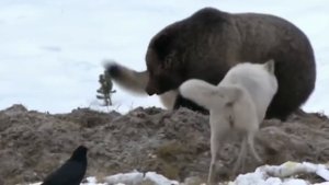 Медведь против стаи волков