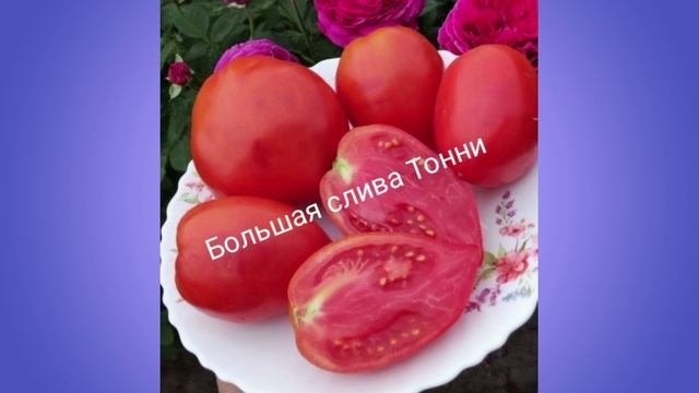 Обзор коллекционных томатов - 9