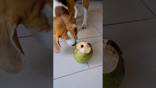 Coconut Dog | Tim the Beagle