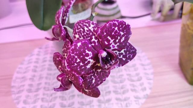 21.01.22 Орхидея фаленопсис "Дикий Кот",сравним Европа и Азия смотреть онлайн