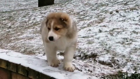 Усадьба Кархула питомник САО. Karhula. ru