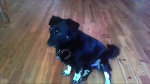 Собака поёт под звуки аккордеона.