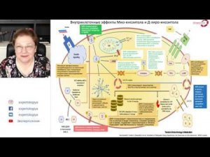 Экспертология | Применение инозитола при СПКЯ Пустотина О.А.