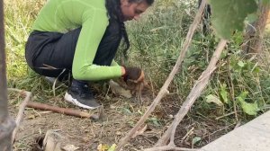 Клопы! Перевезли кошек домой. Работаем в нашем саду