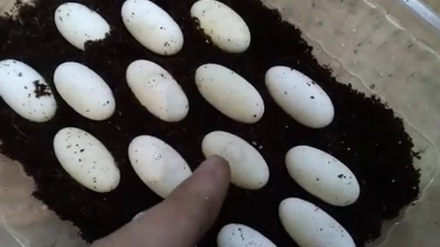 Сами яйца. Первая кладка бородатых агам 19 года смотреть онлайн