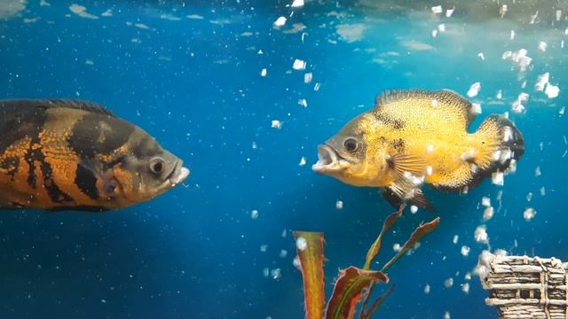 Рыбки. Драка. Аквариумистика. Цихлиды. смотреть онлайн