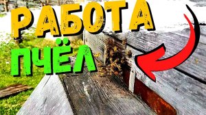 Удивительная, неспешная работа пчёл. Макросъёмка #41
