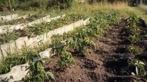 Ленивый огород, обзорная экскурсия