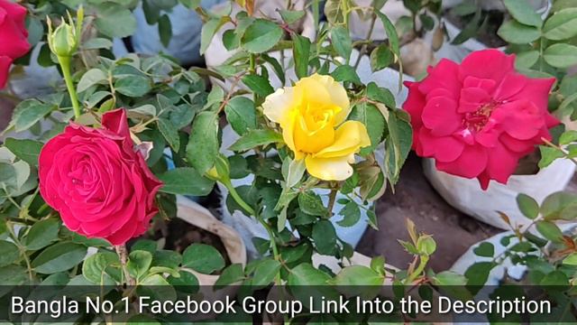 Prices Of Petunia Hajari Golap & Other Flower Plants At Tala Hat || Largest Plants Market In Kolkat