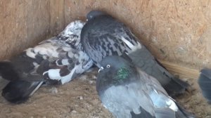 Николаевские голуби.Pigeon.А может он и прав.