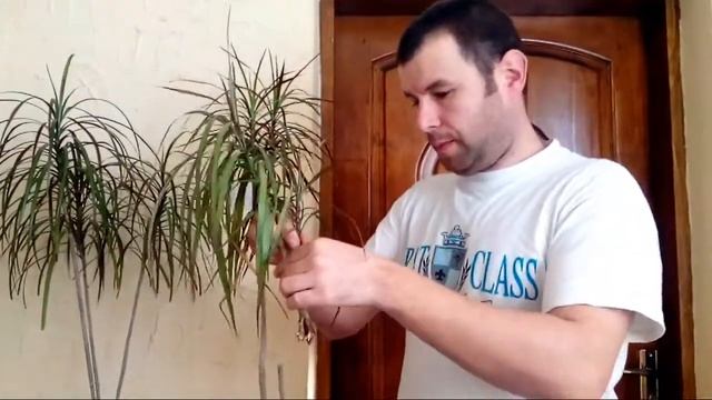 Драцена