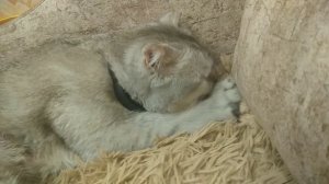 Кот сосёт плед.