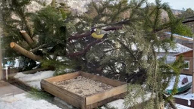 Синицы оккупировали кормушку! Звуки природы, голоса синиц. смотреть онлайн