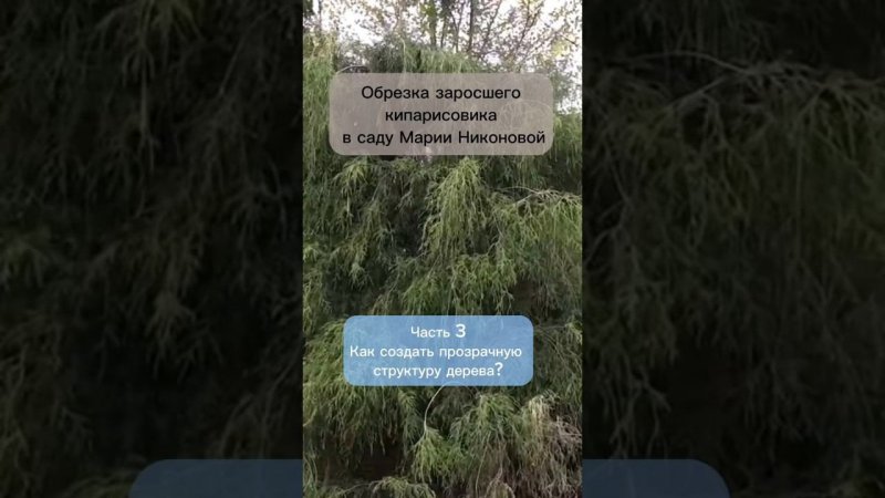 Обрезка заросшего кипарисовика. Часть 3. Как создать прозрачную структуру дерева?