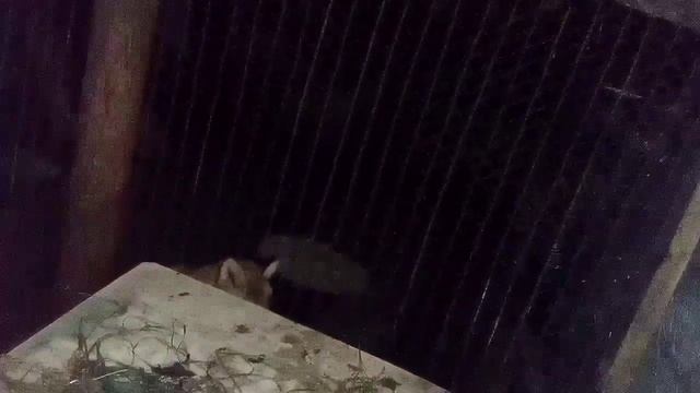 1346. Маркиза - дневник приручения дикой лисы, ест яйцо, гладится, немного ест мясо, заходит кот... смотреть онлайн