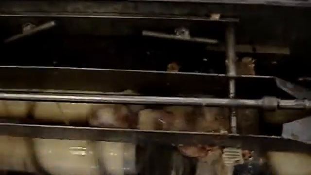 Оборудование переработки птицы,желудочный комплект