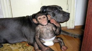 ОДАМДАН ОЛДИН КОСМОСГА ЧИККАН ХАЙВОНЛАР