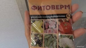 Спасаем помидоры от совки