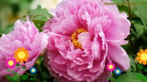 Пион древовидный богатство и звание. Краткий обзор, описание характеристик paeonia suffruticosa