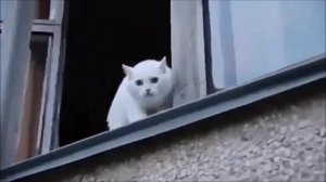 Коты ругаются на хозяйку. (18+)