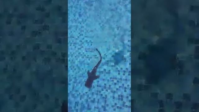 Baby Whale Shark found in the Maldives - Alifu Dhaalu Atoll