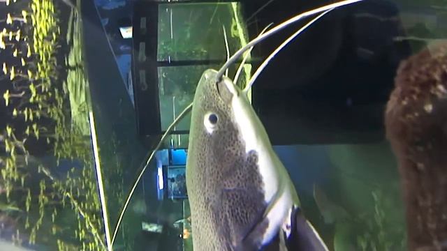 чёрно-белый сом смотреть онлайн